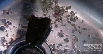 诡鱼正口,揭秘深海神秘生物的神秘面纱